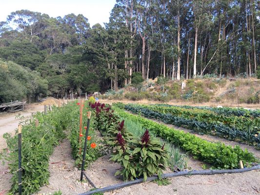 Beautiful Organic Garden